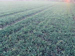 KWS Serafino 18.12.2020