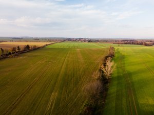 Pszenica ozima 06.12.2020