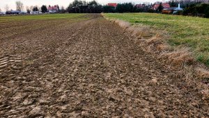 Pszenica ozima 06.12.2020