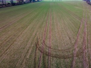 Pszenica ozima 06.12.2020