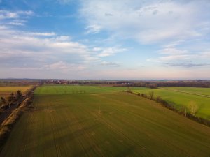 Pszenica ozima 06.12.2020