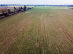 Pszenica ozima 06.12.2020