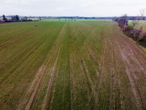 Pszenica ozima 06.12.2020