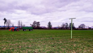 pszenica ozima 12.12.2020