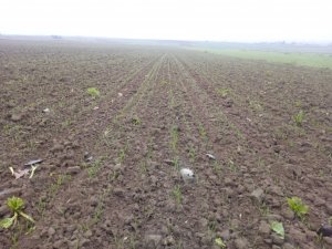 Pszenica ozima Delawar