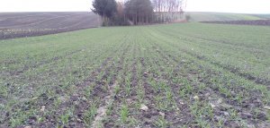 Pszenica ozima KWS Donovan