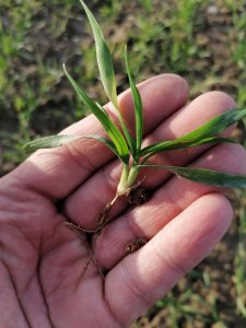 Pszenica ozima ROTAX -07-12-2020