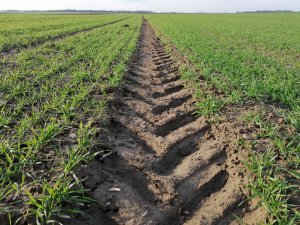 Pszenica ozima ROTAX -07-12-2020