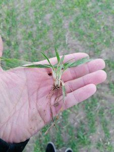 Pszenica ozima ROTAX -29-12-2020