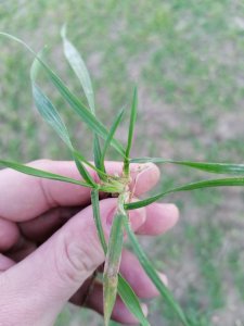 Pszenica ozima ROTAX -29-12-2020