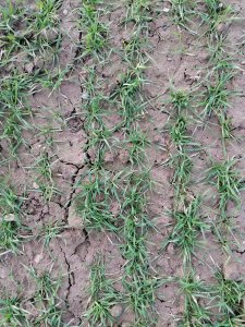 Pszenica ozima ROTAX -29-12-2020