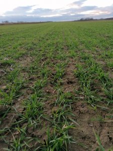 Pszenica ozima ROTAX -29-12-2020