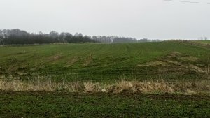 Pszenica ozima Wilejka