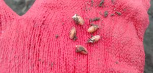 Pszenica przewódkowa Harenda