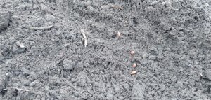 Pszenica przewódkowa Tybalt