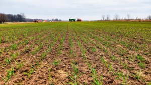 pszenica top joa 12.12.2020