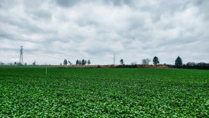 rzepak LG ambassador 12.12.2020