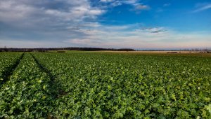 Rzepak ozimy LG Ambassador - 06.12.2020