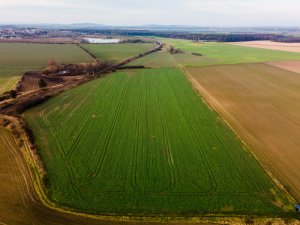 Rzepak ozimy LG Ambassador - 06.12.2020