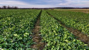 Rzepak ozimy LG Ambassador - 06.12.2020