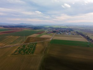 Rzepak ozimy LG Ambassador - 06.12.2020