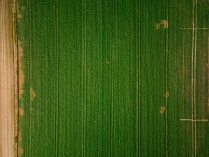 Rzepak ozimy LG Ambassador - 06.12.2020