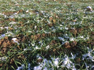 Euforia 270 ziaren/m2 bez orki po rzepaku.