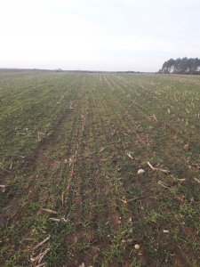 Żyto hybrydowe KWS Jethro