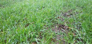 żyto na kiszonkę z trawą.i lucerną 