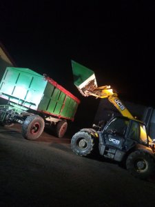  Wieczorny załadunek pszenicy 