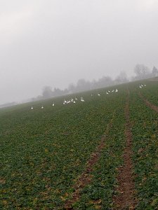 Łabędzie w rzepaku