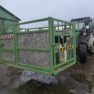 przewożenie cielaków