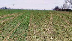 Pszenica ozima 02.01.2021