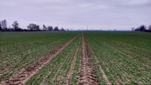 Pszenica ozima 02.01.2021