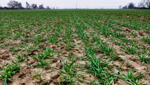 Pszenica ozima 02.01.2021