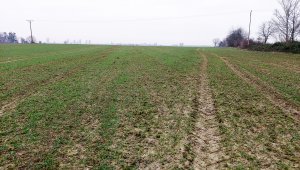 Pszenica ozima 02.01.2021