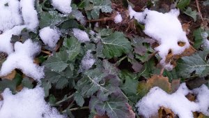 Rzepak Memori CS stan na 9.01.2021