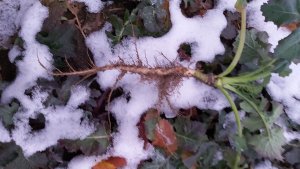 Rzepak Memori CS stan na 9.01.2021