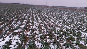 Rzepak Memori CS stan na 9.01.2021