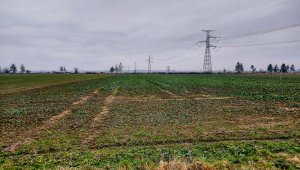 Rzepak ozimy LG Architekt - 02.01.2021