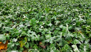 Rzepak ozimy LG Architekt - 02.01.2021