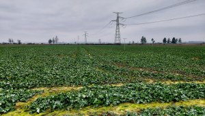 Rzepak ozimy LG Architekt - 02.01.2021