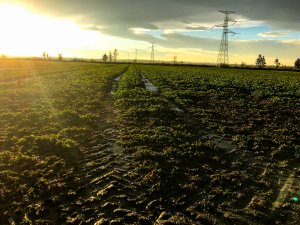 Rzepak ozimy LG Architekt - 21.01.2021