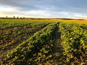 Rzepak ozimy LG Architekt - 21.01.2021