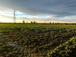 Rzepak ozimy LG Architekt - 21.01.2021