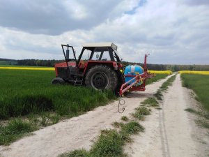 T1 w pszenicy ozimej