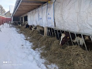 wiata dla jałówek i krów zasuszonych przy -25