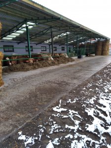 Wybiegi zadaszone dla bydła