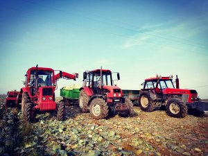 Belarus & MTZ & Ursus & kombajn do kapusty