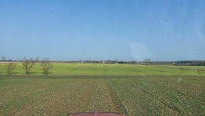 Jęczmień ozimy 25.02.2021